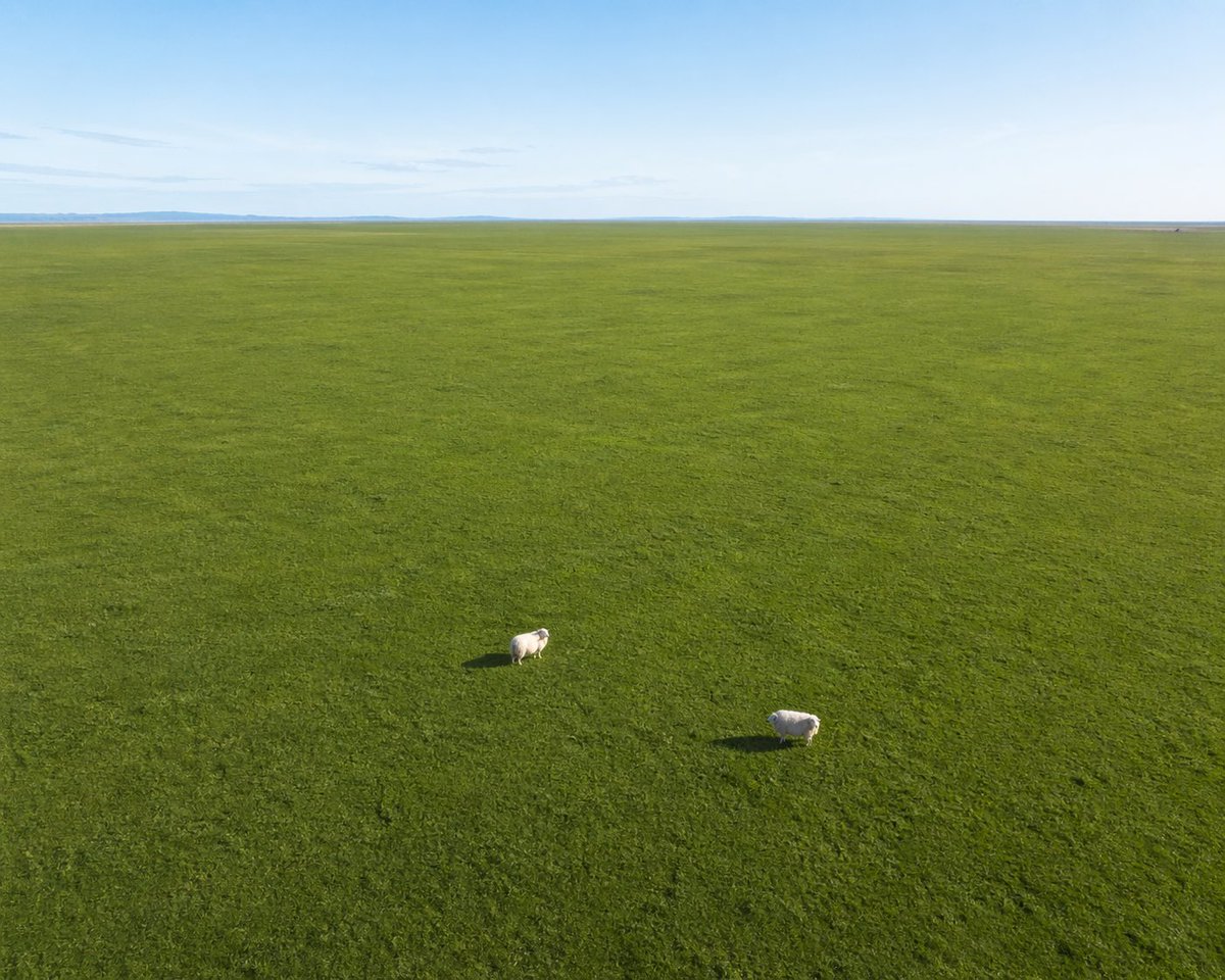 Aerial View of Vast Grassy Plain with Two Sheep - GPT Image 2 prompt example