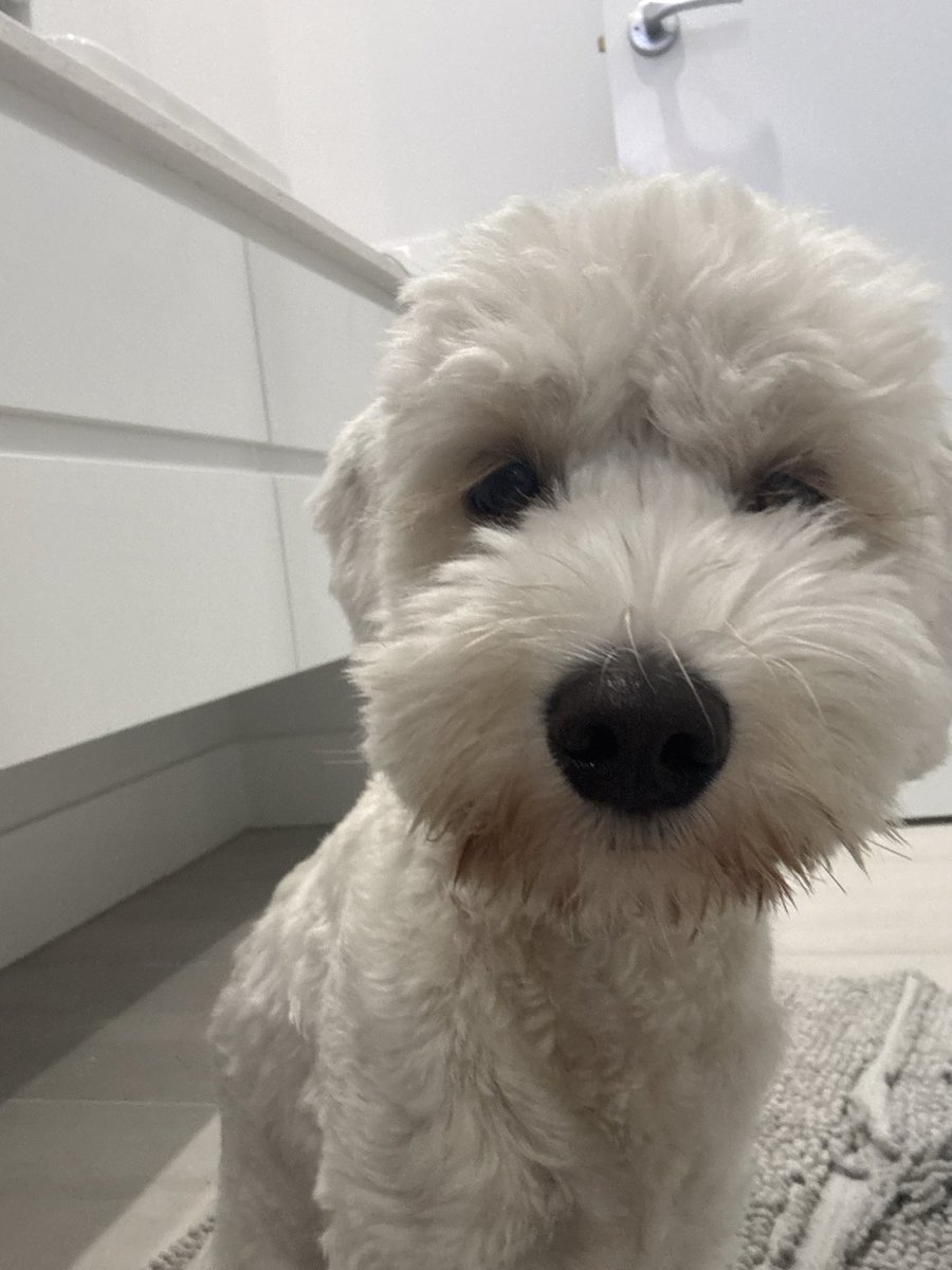 Pet in Cinematic Scene - GPT Image 2 prompt example