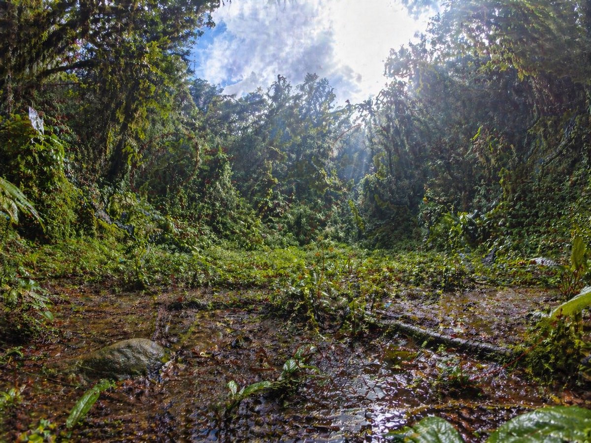 Rainforest Clearing with Speckle Artifacts - GPT Image 2 prompt example