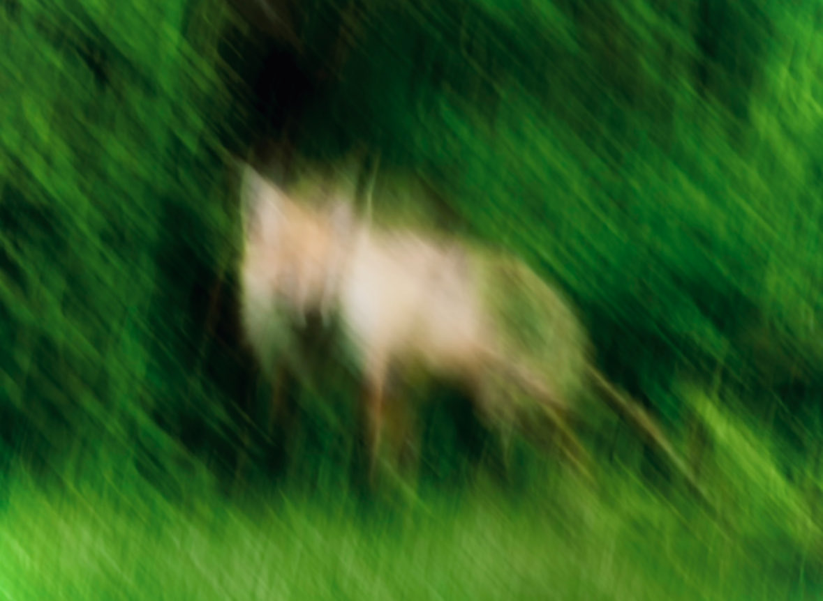 Blurred Deer in Green Forest - GPT Image 2 prompt example