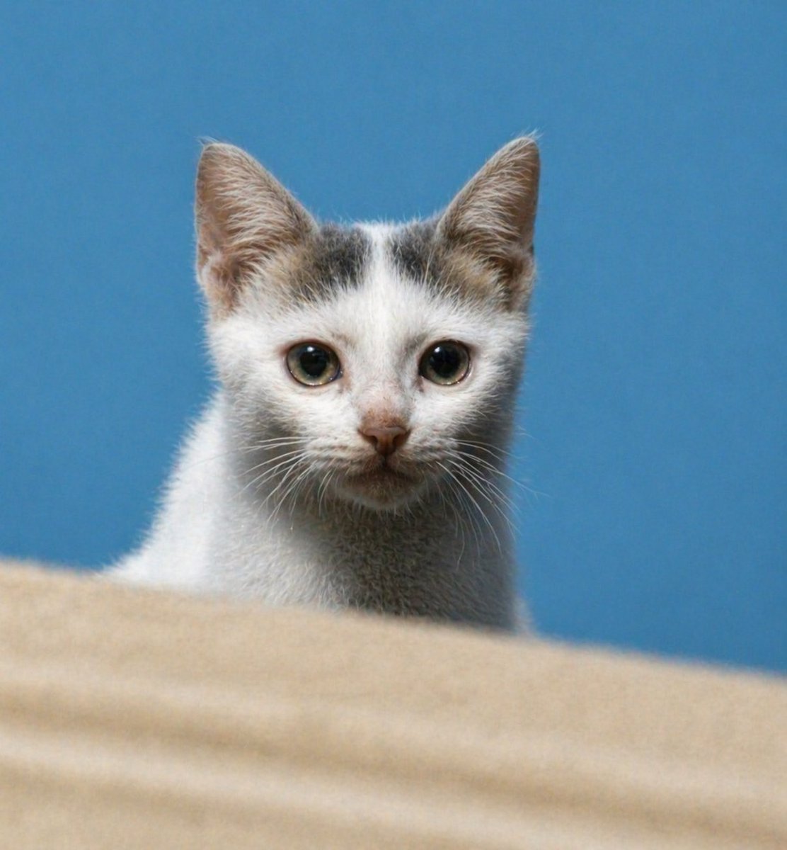 Enhance Blurry Kitten Photo - GPT Image 2 prompt example